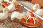 решетчатый настил для птичников, пластиковые полы,щелевые полы для пт