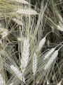 Насіння пшениці ярої, твердої Ксантія, еліта