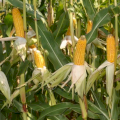 Насіння кукурудзи Артуро(ФАО 230) від компанії Saatbau