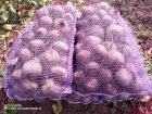 Продам буряк столовий