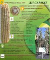 Насіння кукурудзи ДН Сармат
