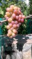 Продажа винограда столовых сортов мелким оптом