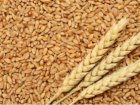 Продам пшеницю 4 клас, 500 т