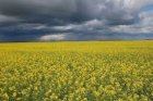 Закуповуємо ріпак не ГМО