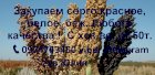 Закупаем Сорго красное, белое, кремовое.