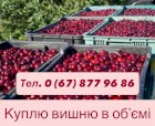 Куплю вишню оптом дорого