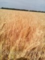 Покупаем  пшеницу по Украине ,наличные от 20 т
