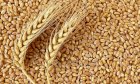 КУПЛЮ Пшеницю (фураж) на Ізмаїл (Білок - 8-10.5%)