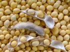 Продам насіння сої Аполло (Monsanto,США) ультрарання