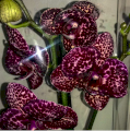 Орхидея "Дикий Кот" сортовая