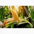 Продам кукурудзу 1000 тонн, Київська область, Обухів