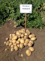Продаем семенной картофель Ривьера I и II репродукции