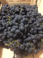 Продам столовый виноград 
