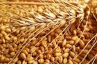 Куплю Пшеницю фураж, 2кл 3кл . По всій Україні