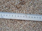 Пшениця 3 кл 2000 тонн, продаж Хмельницька обл