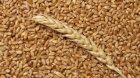 Продам пшеницю 4 клас 300тонн