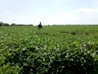 Продам насіння сої Лідія (Канада)