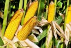 Семена кукурузы Монсанто (Monsanto)