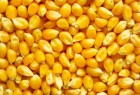 Предлагаю купить семена кукурузы, лучшие гибриды кукурузы., все ФАО