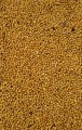 Продам горчицу жёлтую 95т.,(на сидерат,медонос).