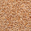 Рені-Ізмаїл пшениця закупляємо