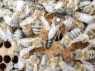 Продам матки карпатских бджіл і бджолопакети 