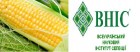 Семена кукурузы Гран 6 (ФАО 300)
