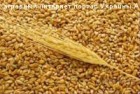 Закупаем пшеницу 2-6 кл. 0677516311