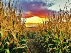 Кукуруза с поля