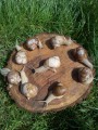 Улитка Виноградная HELIX POMATIA