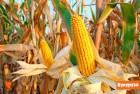 Продам кукурузу фуражную