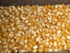 Кукуруза фуражная FOB Одесса