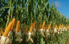 Куплю вологу кукурудзу з поля Західні області