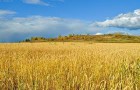 Фермерские хозяйства Украины 2020
