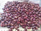 Продаю фасоль Рябая (Рябка). В наличии 2т. Урожай 2017кг.