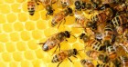 Продам бджолопакети 400шт. та бджолосім'ї 
