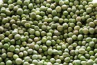 Купую горох зелений у сх виробника