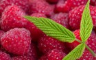 Саженцы малины оптом Херитейдж