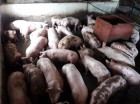 Продаю свиней живым весом