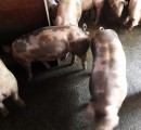 Свинки живым весом