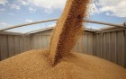 Закупка яровых, пшеница твердых сортов 0677516311