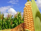Закупаем проблемную кукурузу и зерноотходы