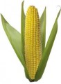 Куплю кукурузу влажную 