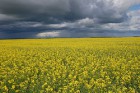 Крупным оптом покупаем рапс.