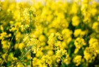 Покупаем рапс продовольственный.
