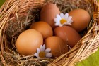 Продам яйцо куриное