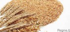 продам отруби пшеничные гранулированные