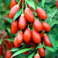Продаю саженцы и плоды Годжи