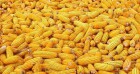 Продам базову кукурудзу 100т по 1 формі