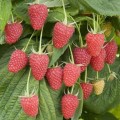 Продам Саженцы Малины сорта Зюгана Полка Полана